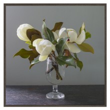 Photo of Magnolias